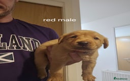 Labrador Retriever dogs for sale: Fox red kc labrador puppies - Image 7