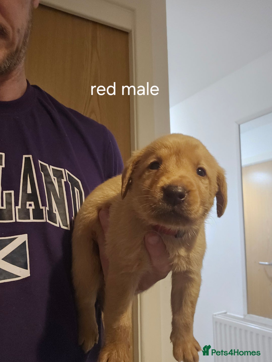 Labrador Retriever dogs for sale: Fox red kc labrador puppies - Image 7