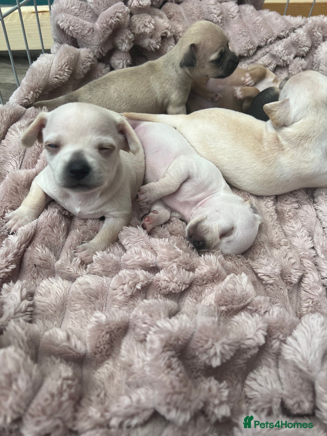 Chihuahua dogs for sale: Beautiful short hair chihuahua  - Advert 17