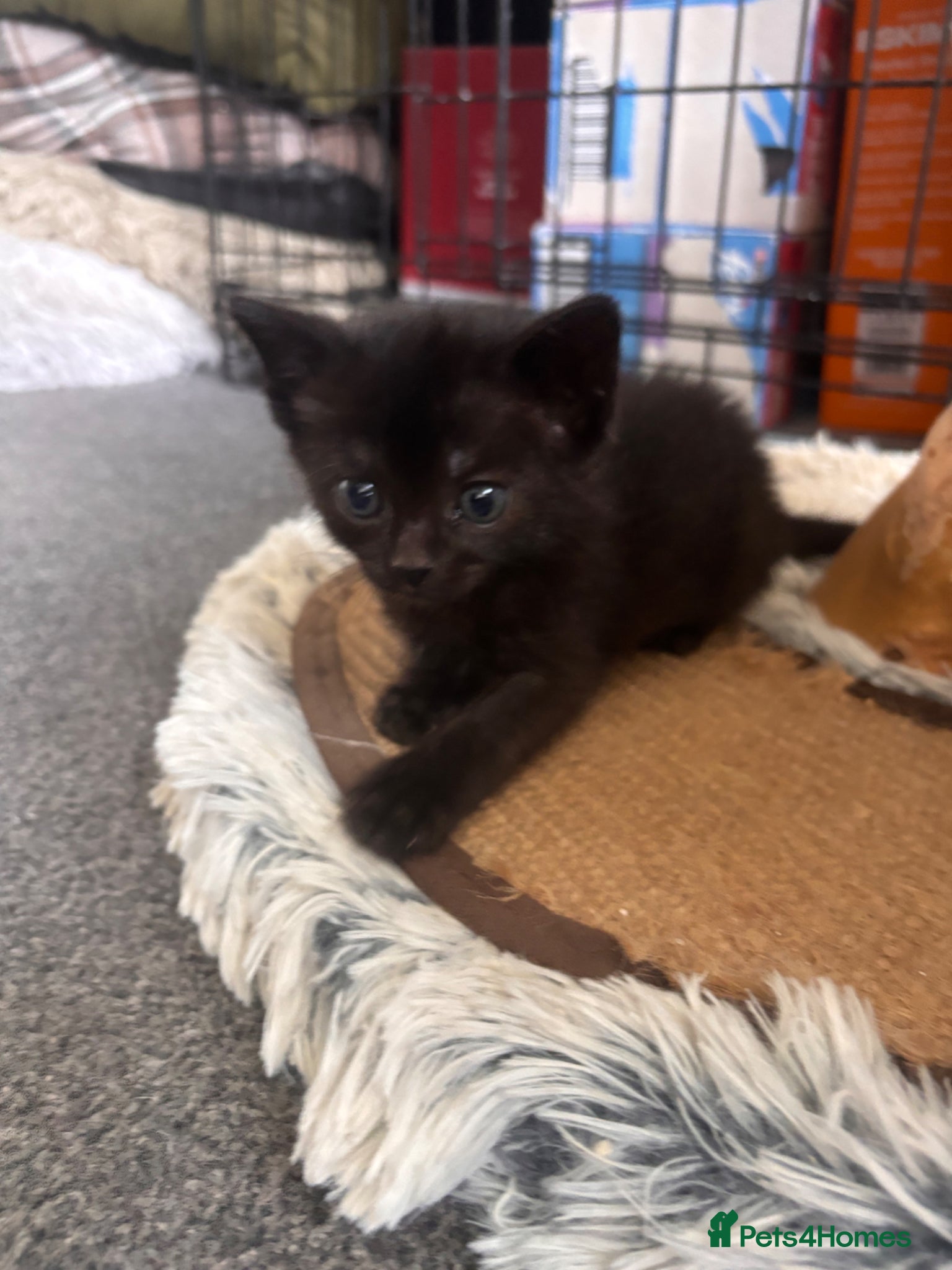 Mixed Breed cats for sale: Male kittens - Advert 8