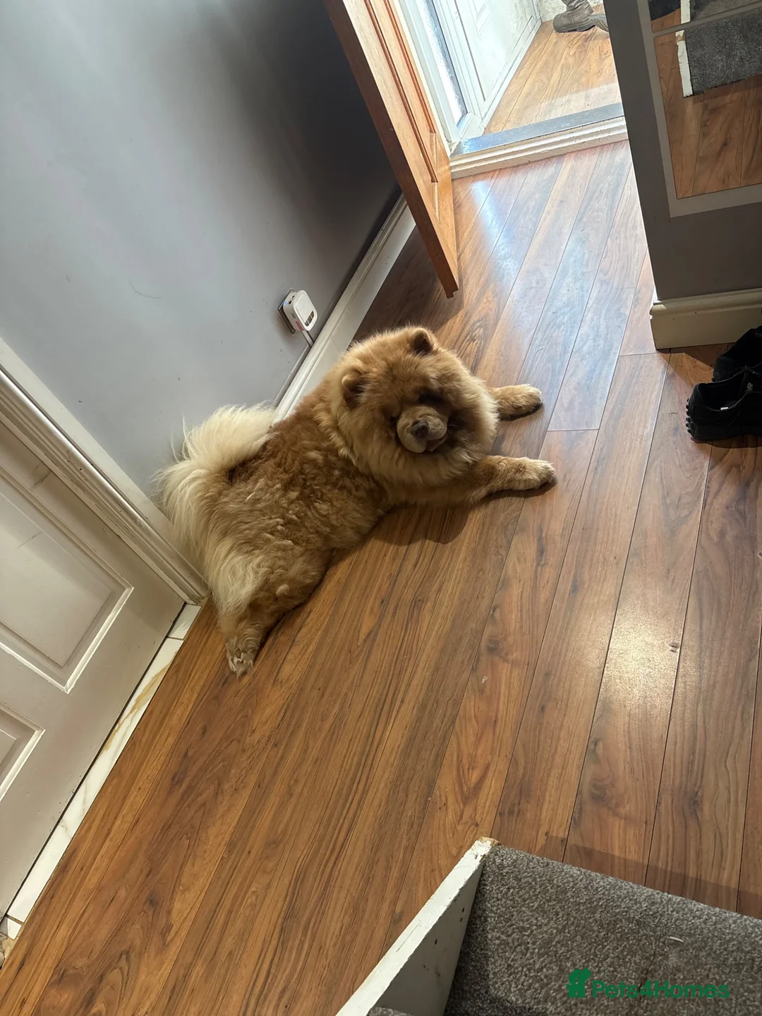 Chow Chow dogs for sale: Chocolate Merle  - Advert 2