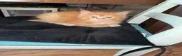 Mixed Breed cats for sale: Maine coon x Ragdoll in Taunton - Advert 2
