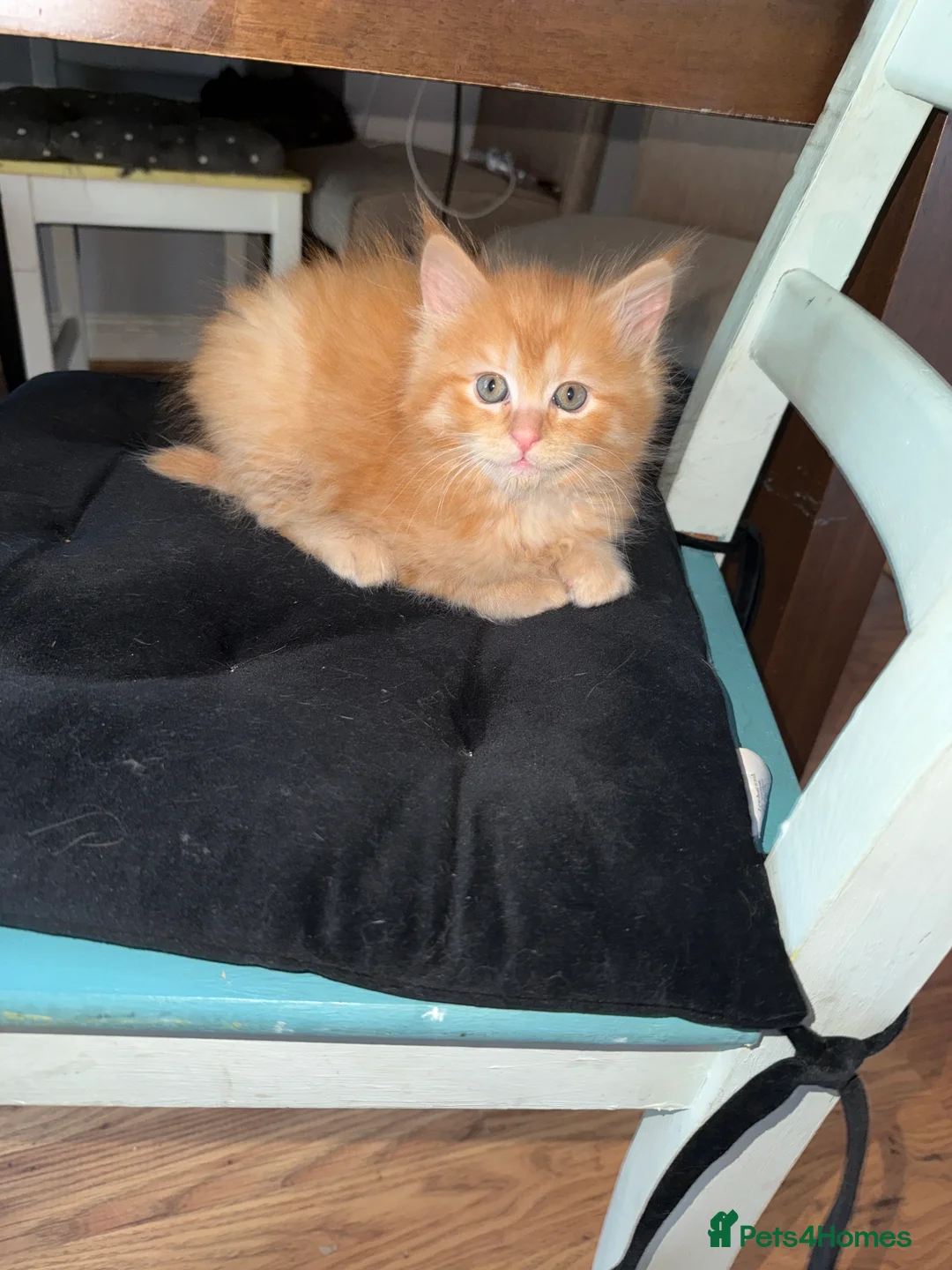 Mixed Breed cats for sale: Maine coon x Ragdoll in Taunton - Advert 2