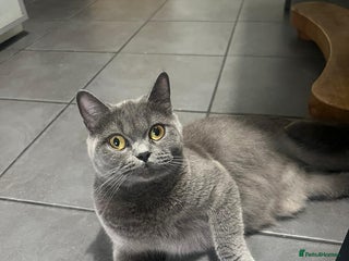 British Shorthair cats - Advert 17