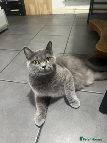 British Shorthair cats - Advert 10