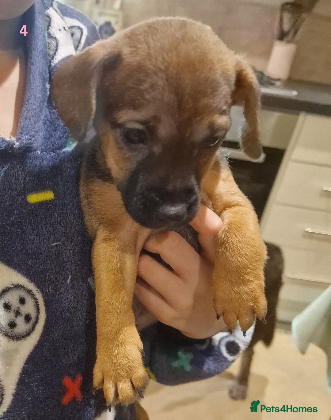 Mixed Breed dogs for sale: Beautiful Patterdale × Jack Chi Puppies - Image 5