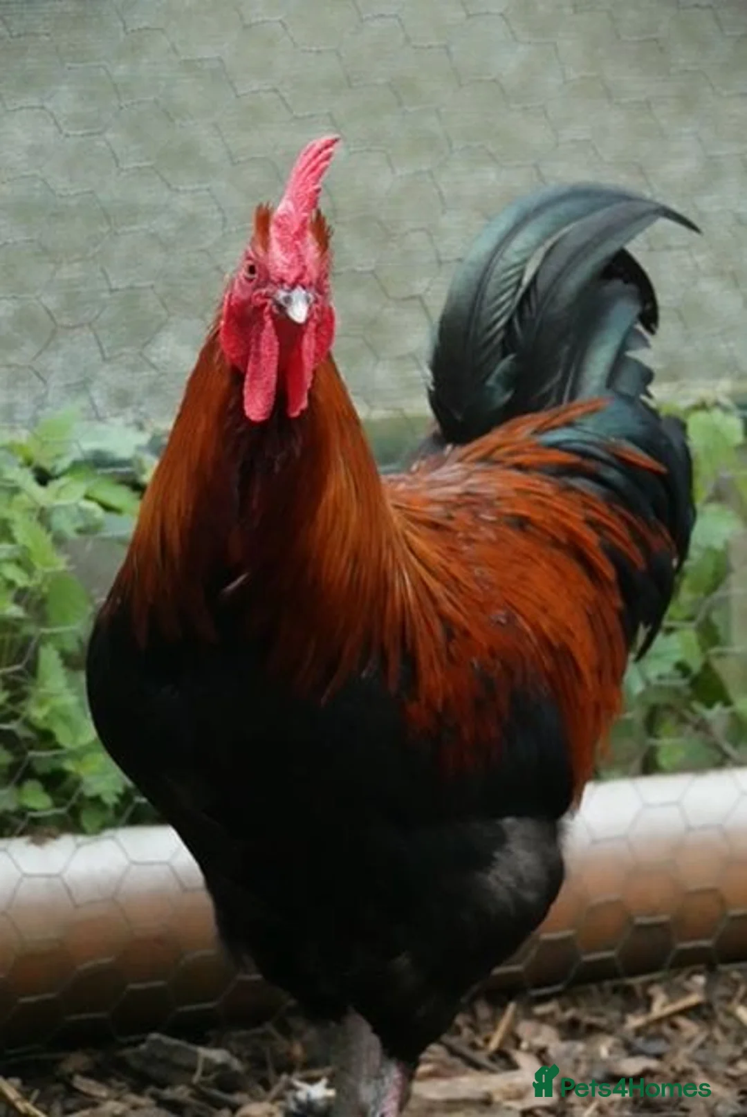 Chickens poultry for sale: French Copper Black Maran Hens for sale - Advert 1