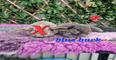 Mini Lop rabbits - Advert 1