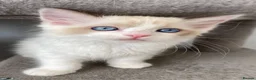 Ragdoll cats for sale:  (1 boy left) TICA REGISTERED, PUREBRED RAGDOLLS - Advert 35