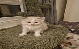 Ragdoll cats for sale: Ragdoll kittens  - Image 16