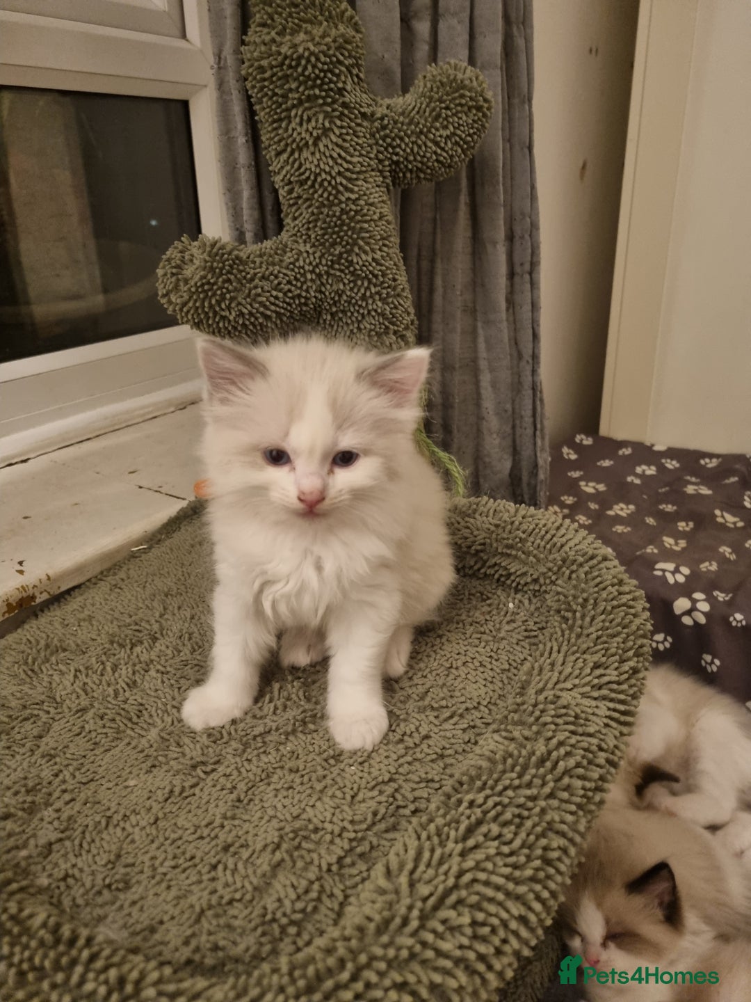 Ragdoll cats for sale: Ragdoll kittens  - Image 16