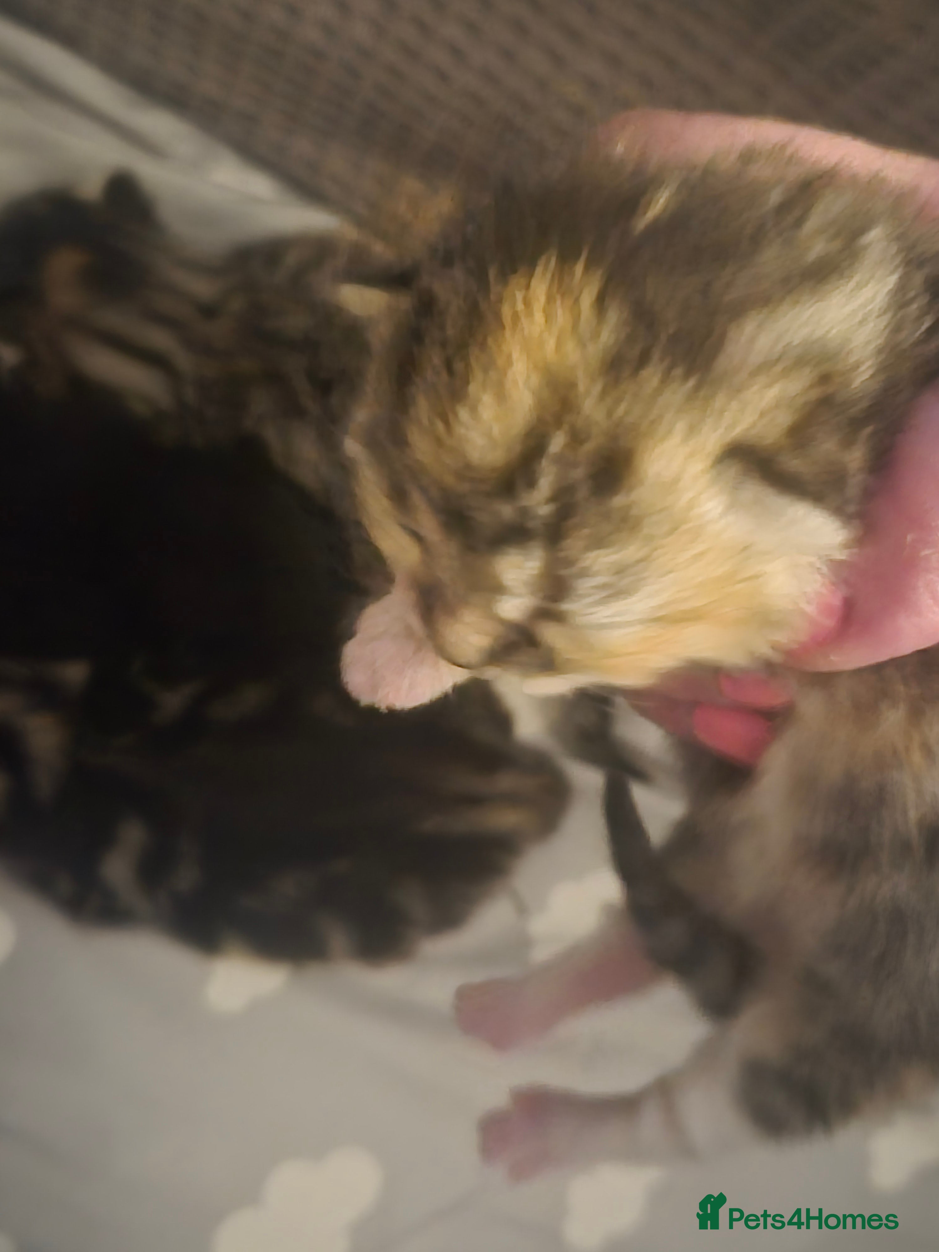 Mixed Breed cats Beautiful kittens, I have both parents  - Advert 1