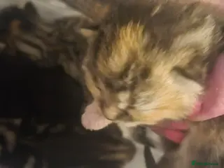 Mixed Breed cats Beautiful kittens, I have both parents - Advert 8