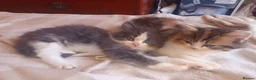 Mixed Breed cats for sale: mixed breed persian chinchilla kittens in Thornton Heath - Advert 24