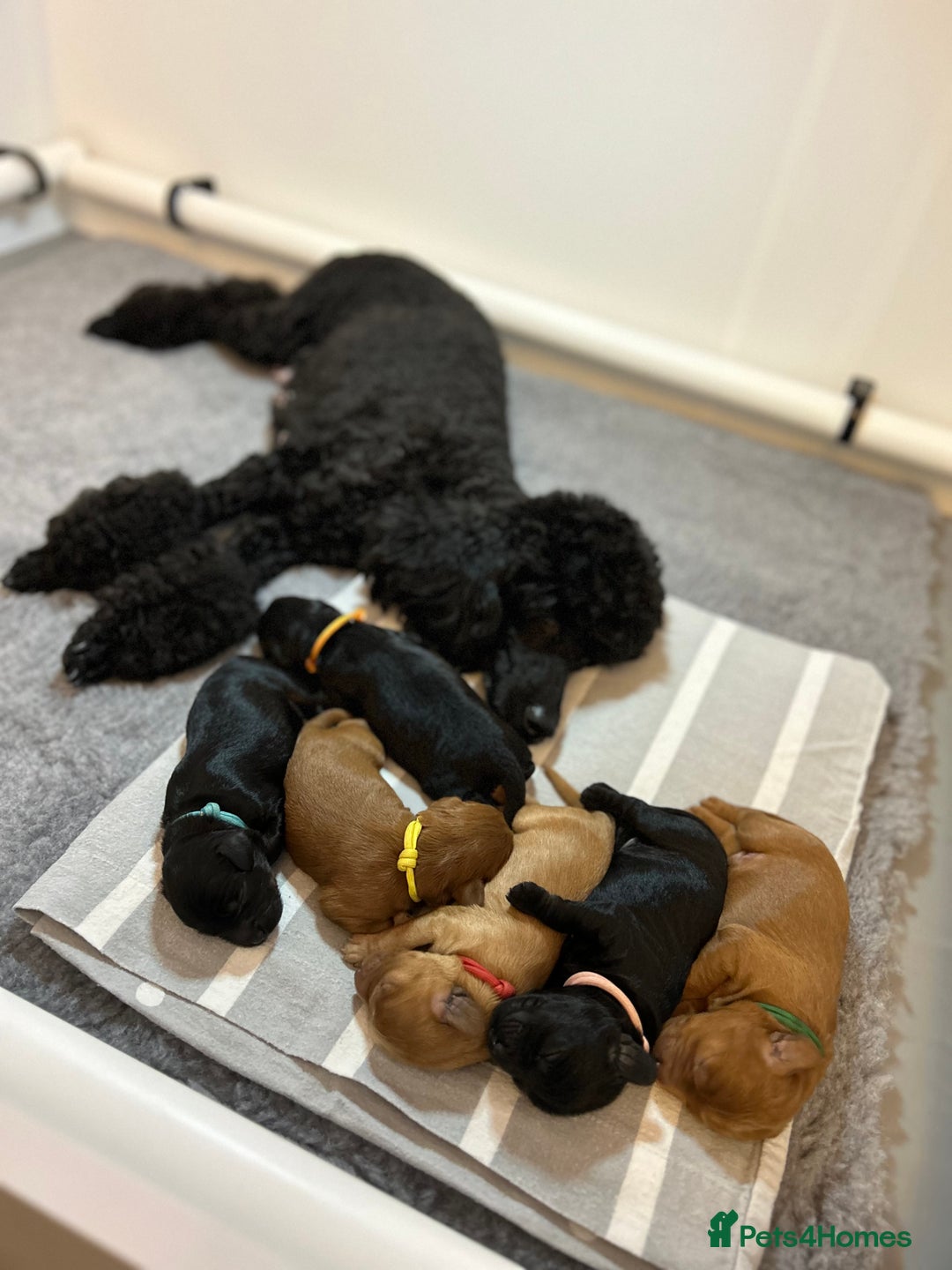 Cavapoo dogs for sale: Extensively Health Tested Cavapoo Pups - List Open - Advert 3