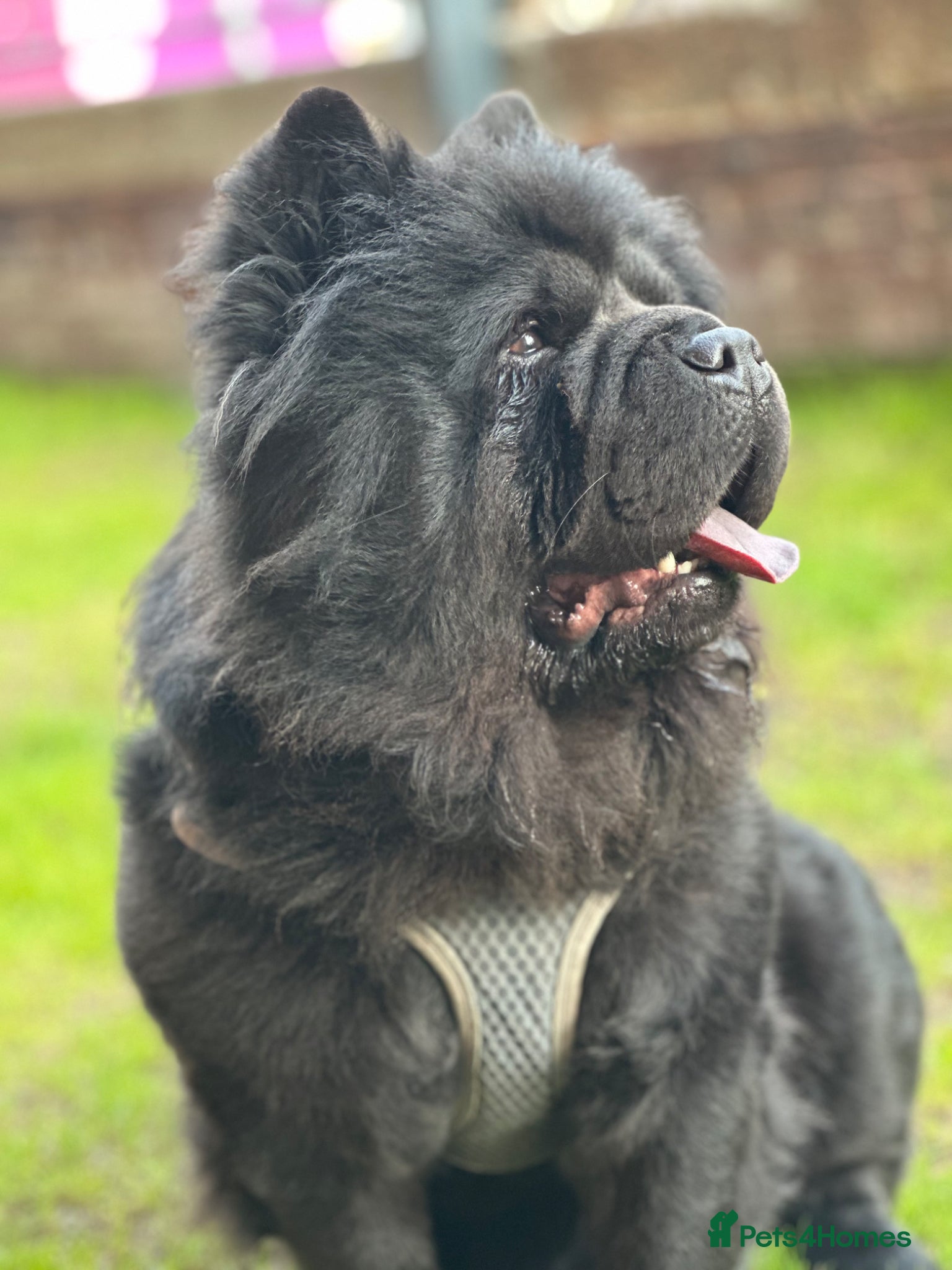 Chow Chow dogs for sale: Lilac Platinum Chow Chow Puppy KC Reg - Advert 2