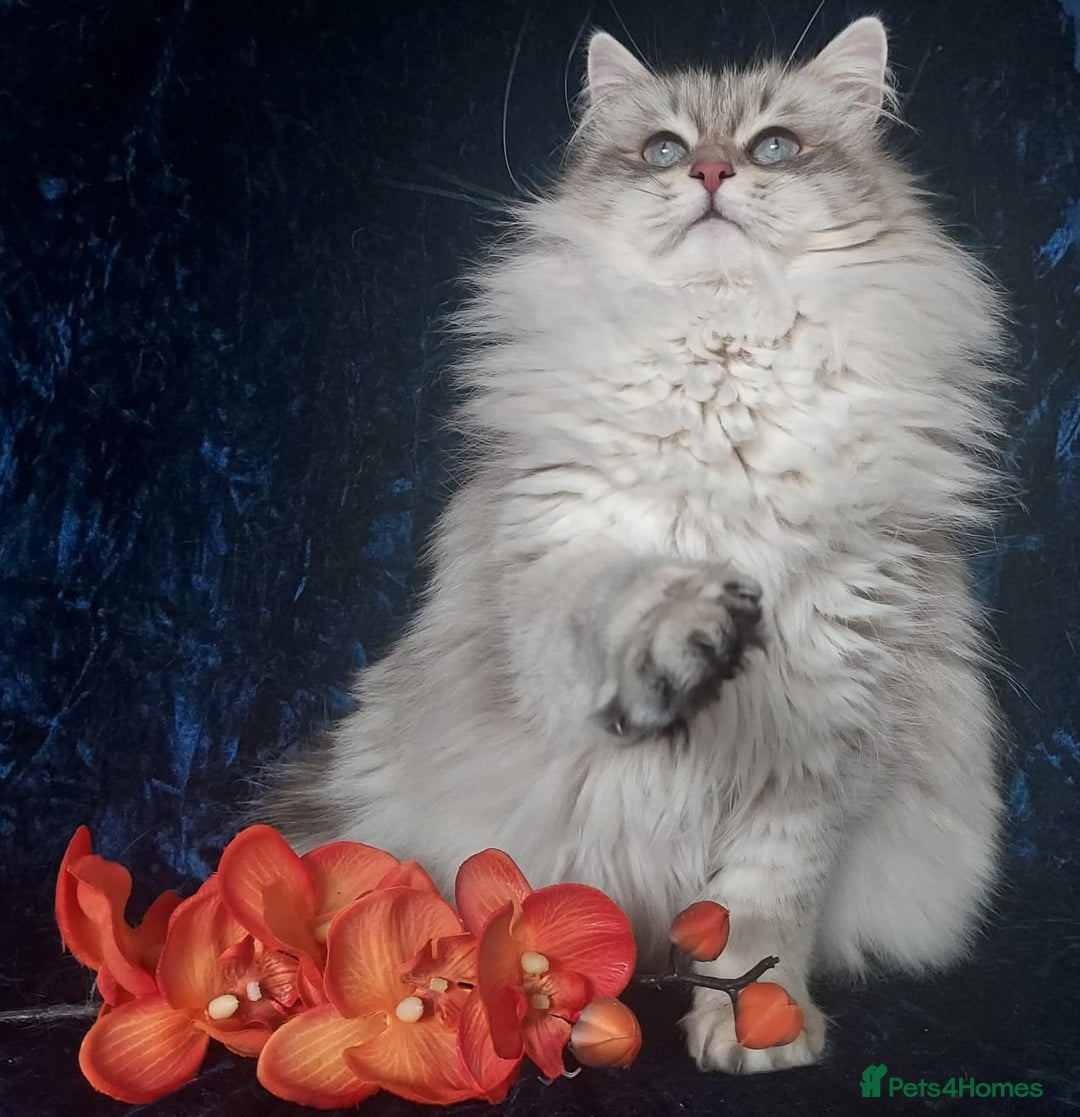 Siberian cats for sale: GCCF Registered Pure Siberian kittens For Sale.   - Image 13