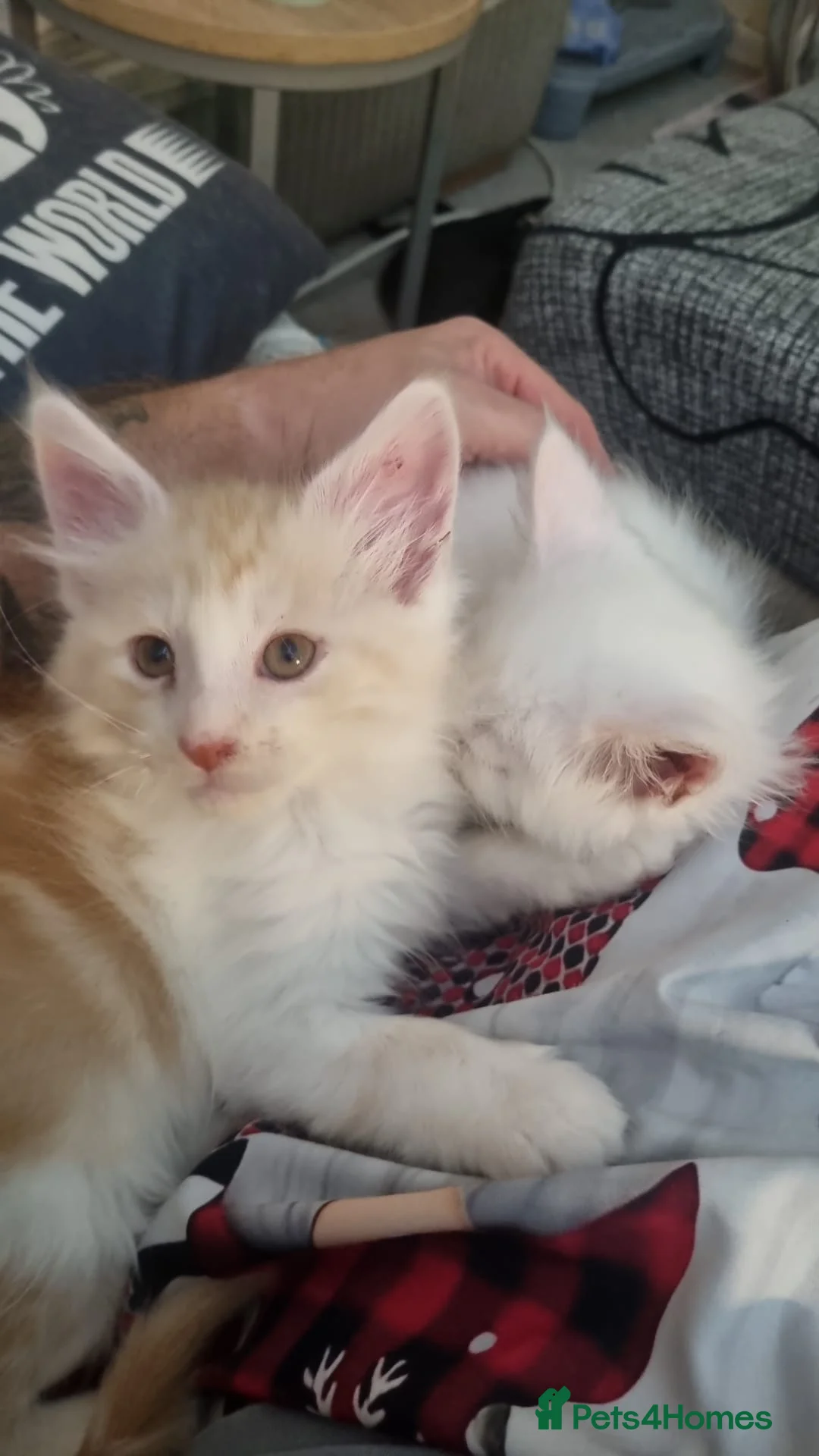 Maine Coon cats for sale: Maine Coon Floof - Advert 13