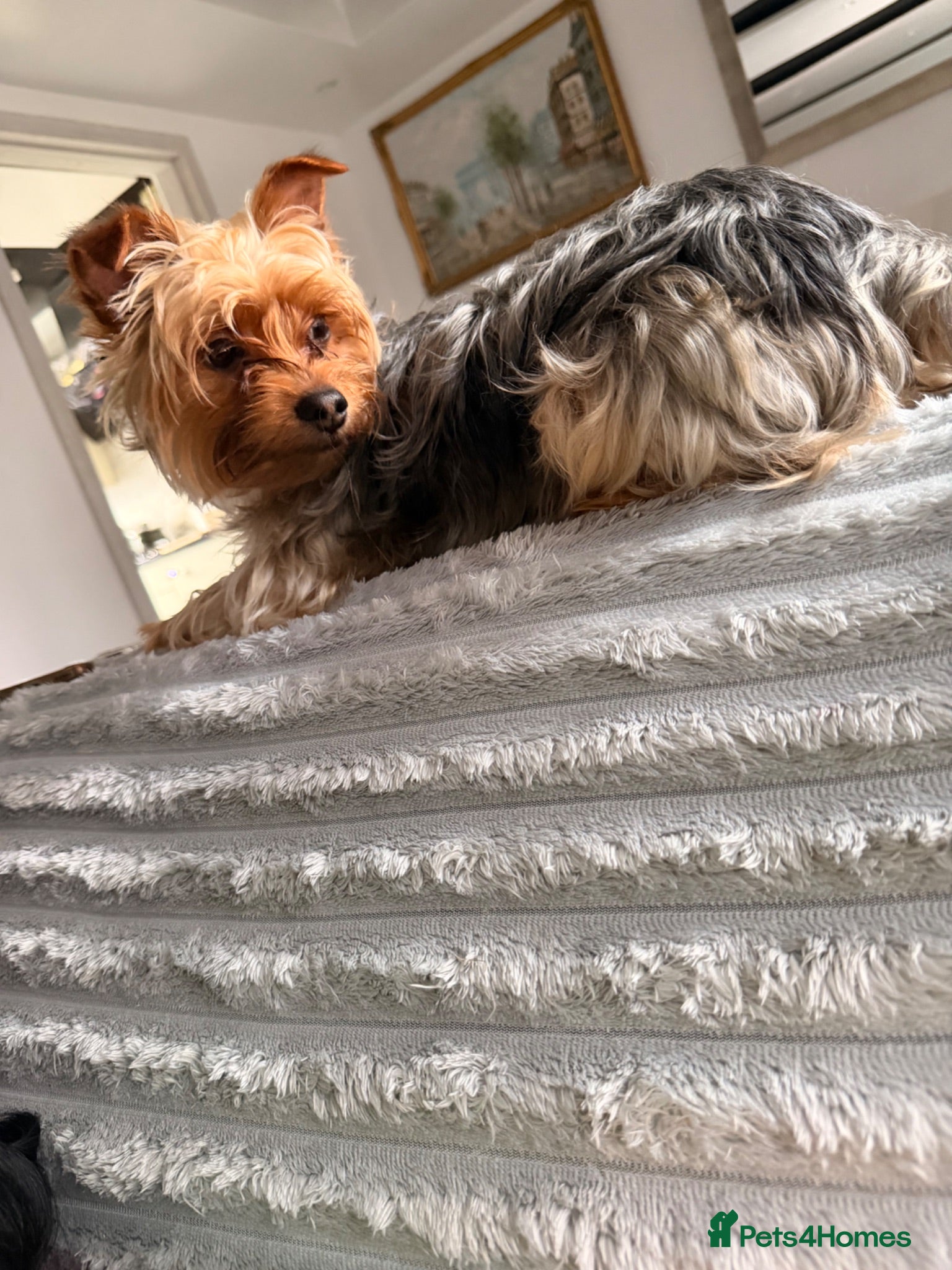 Yorkshire Terrier dogs For stud - Advert 3
