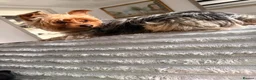 Yorkshire Terrier dogs for stud: For stud - Advert 2