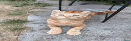 Domestic Shorthair cats for sale: Ash & Cody  - Advert 13