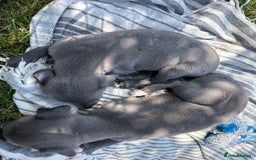 Whippet dogs for sale: Beautiful Blue whippet puppies  - Image 20
