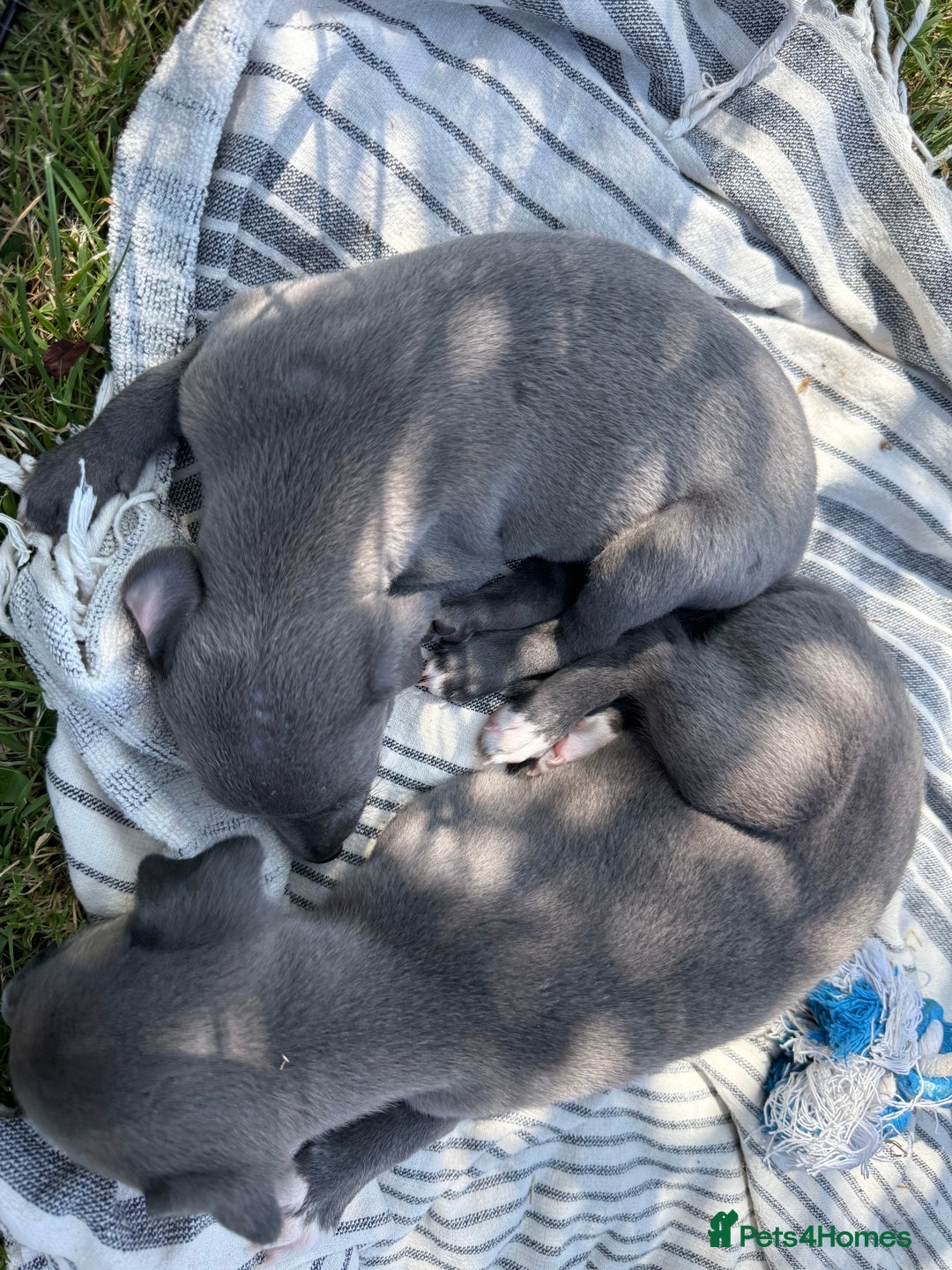 Whippet dogs for sale: Beautiful Blue whippet puppies  - Image 20