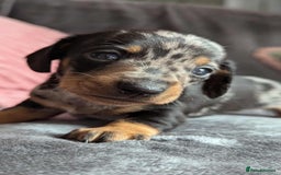 Miniature Dachshund dogs for sale: Beautiful KC miniature dachshund puppies - Image 7