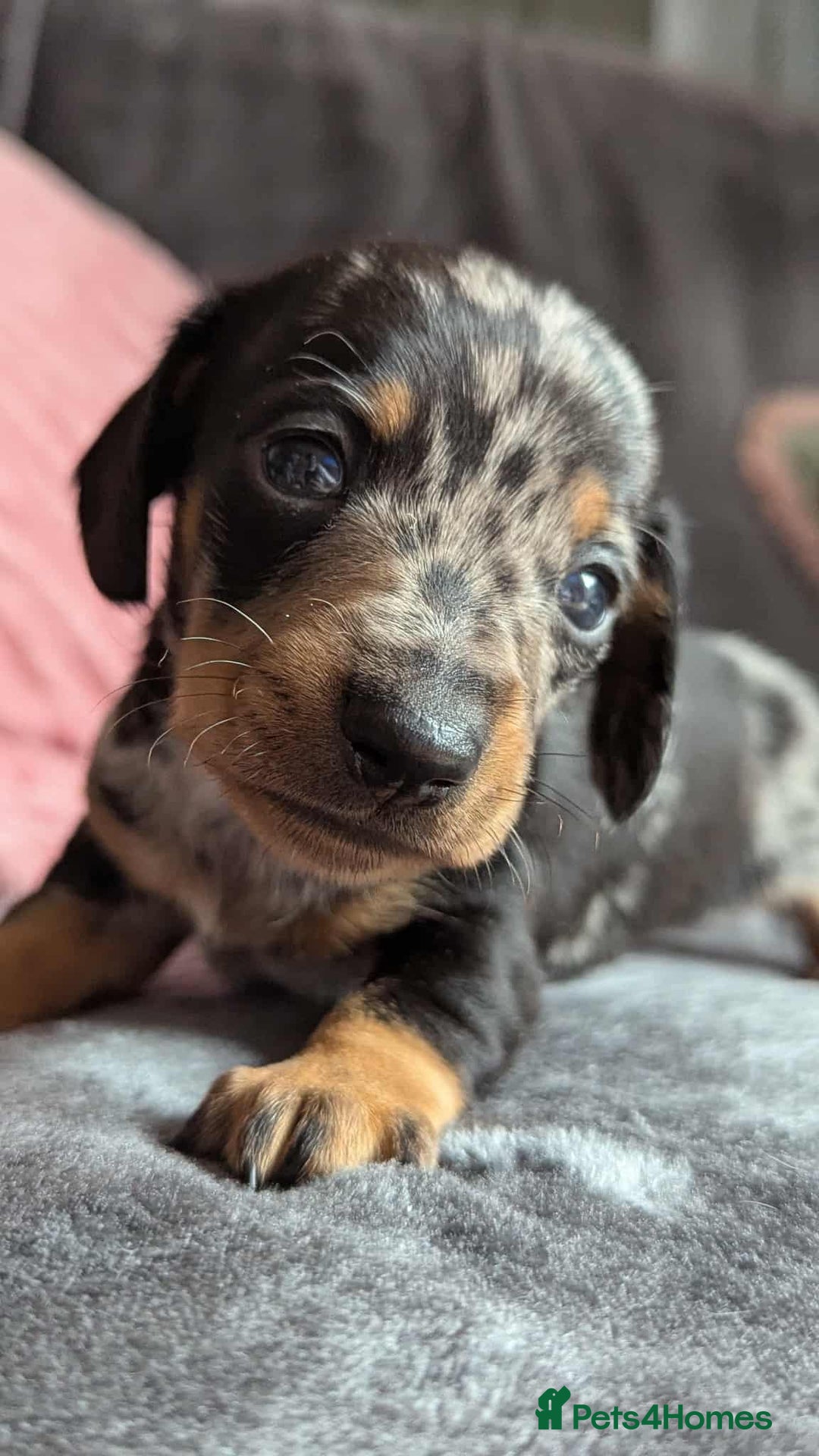 Miniature Dachshund dogs for sale: Beautiful KC miniature dachshund puppies - Image 7