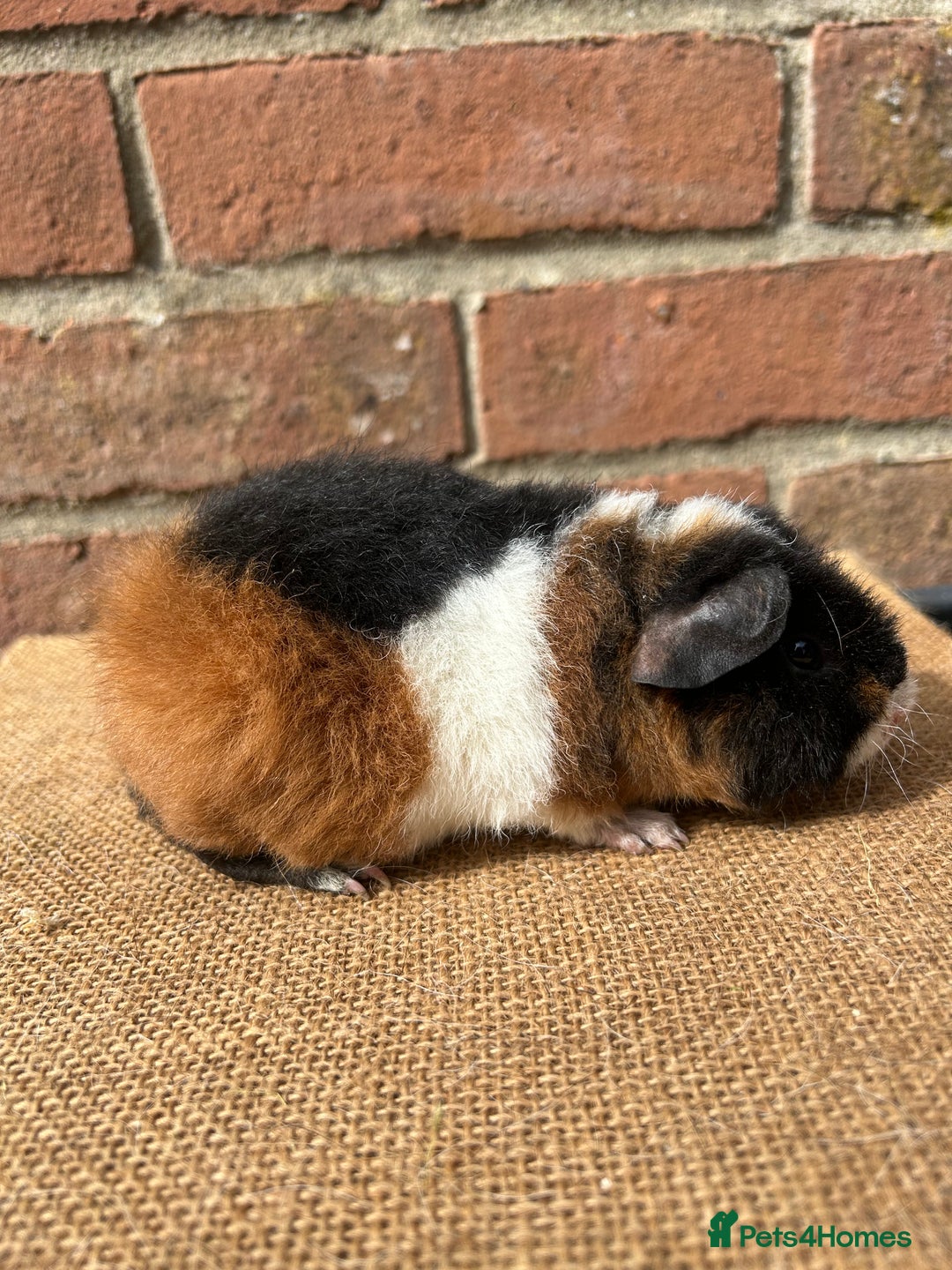 Guinea Pig rodents for sale: Two beautiful boys! - Image 5