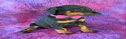 Dobermann dogs for sale: KC REG HEALTH TESTED EUROPEAN DOBERMAN : REDUCED! - Advert 18