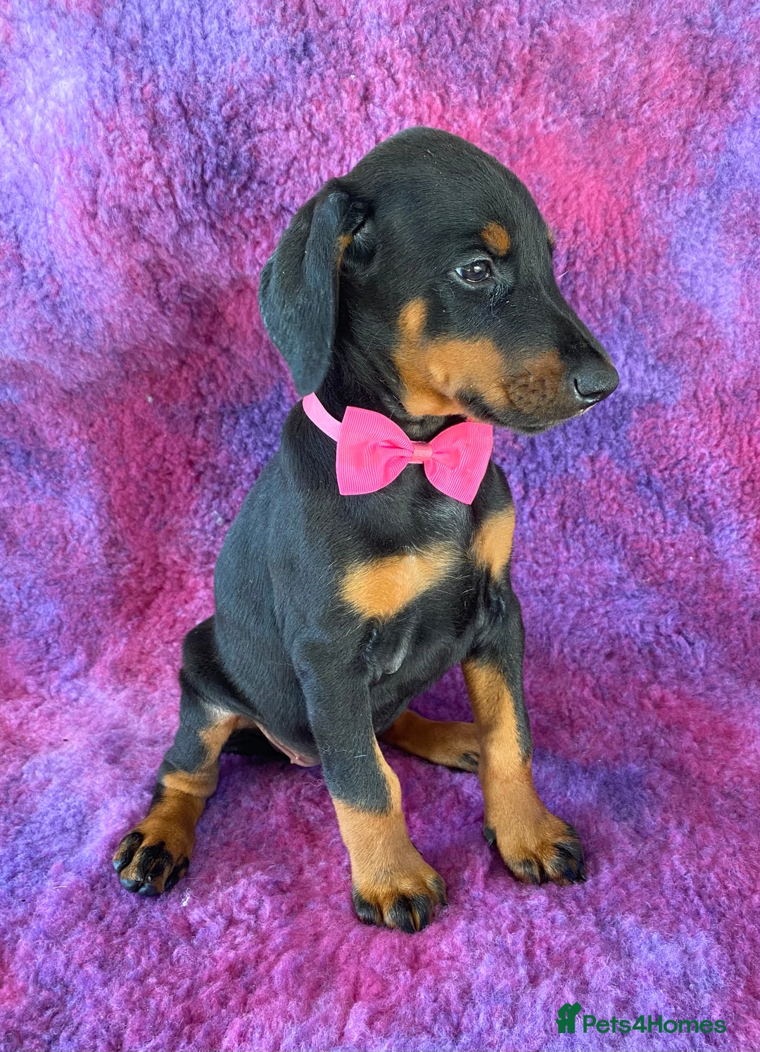 Dobermann dogs for sale: KC REG HEALTH TESTED EUROPEAN DOBERMAN : REDUCED! - Advert 18