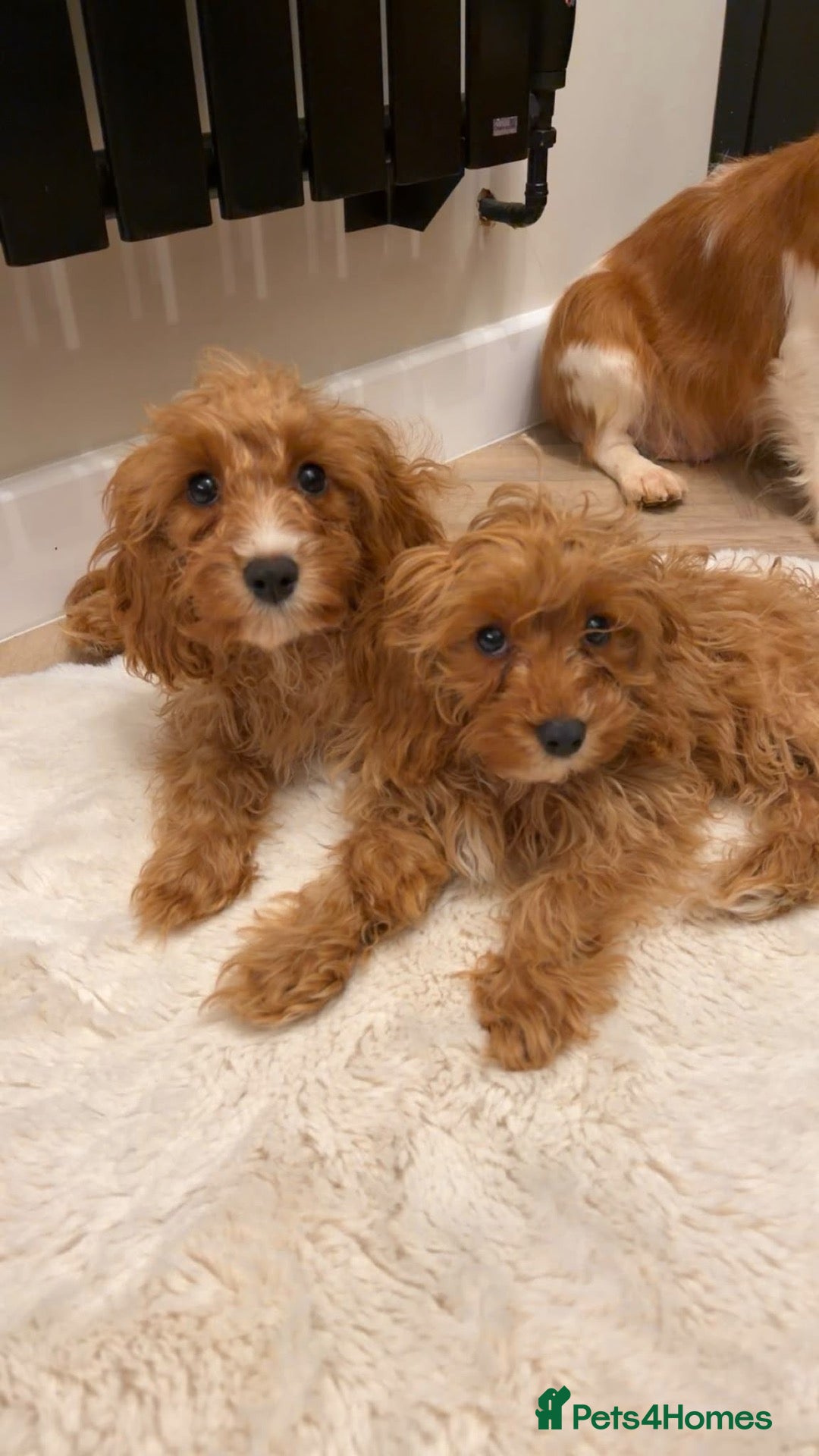 Cavapoo dogs Cavapoo Puppies - Advert 2