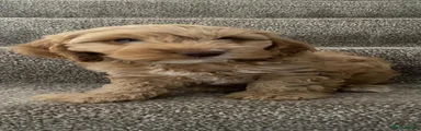 Cockapoo 4