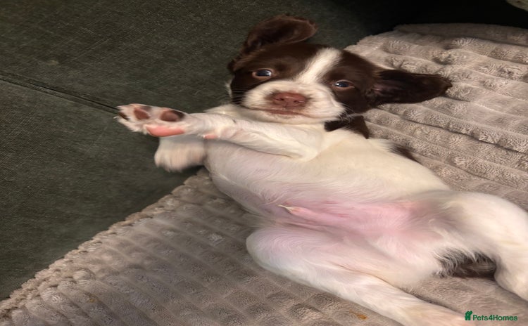 English Springer Spaniel dogs - Advert 6