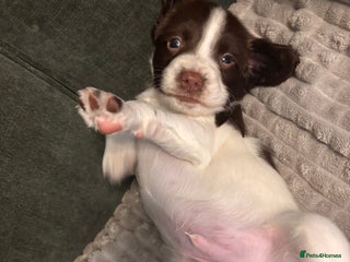 English Springer Spaniel dogs - Advert 5