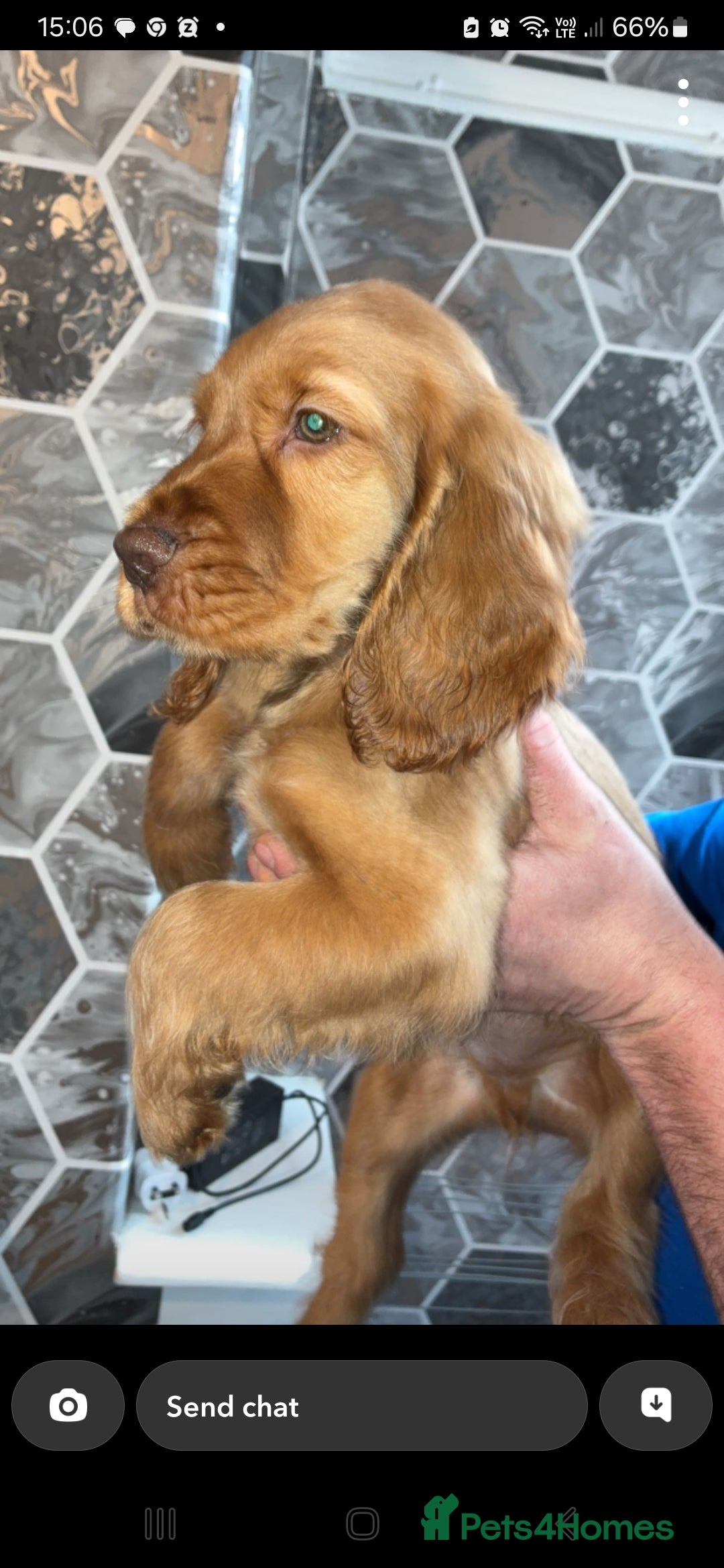 Cocker Spaniel dogs Boy dog  - Advert 15