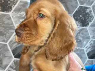 Cocker Spaniel dogs Boy dog - Advert 1