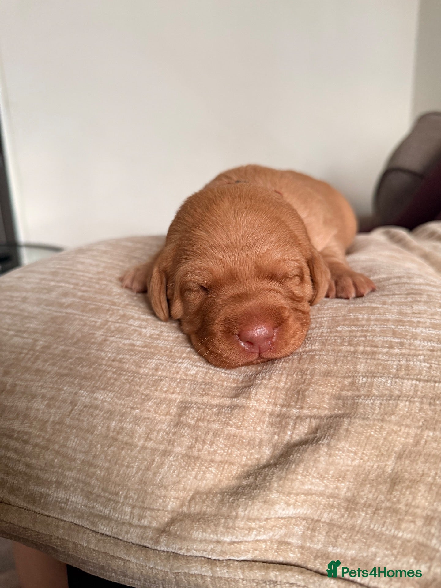 Labrador Retriever dogs KC Reg Labradors  - Advert 17