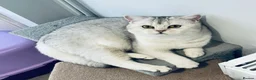 British Shorthair cats for sale: Pedigree British Shorthaired. - Advert 2