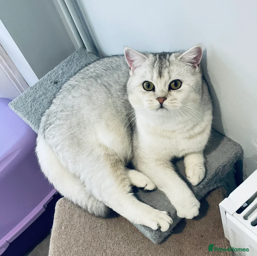 British Shorthair cats for sale: Pedigree British Shorthaired. - Advert 2