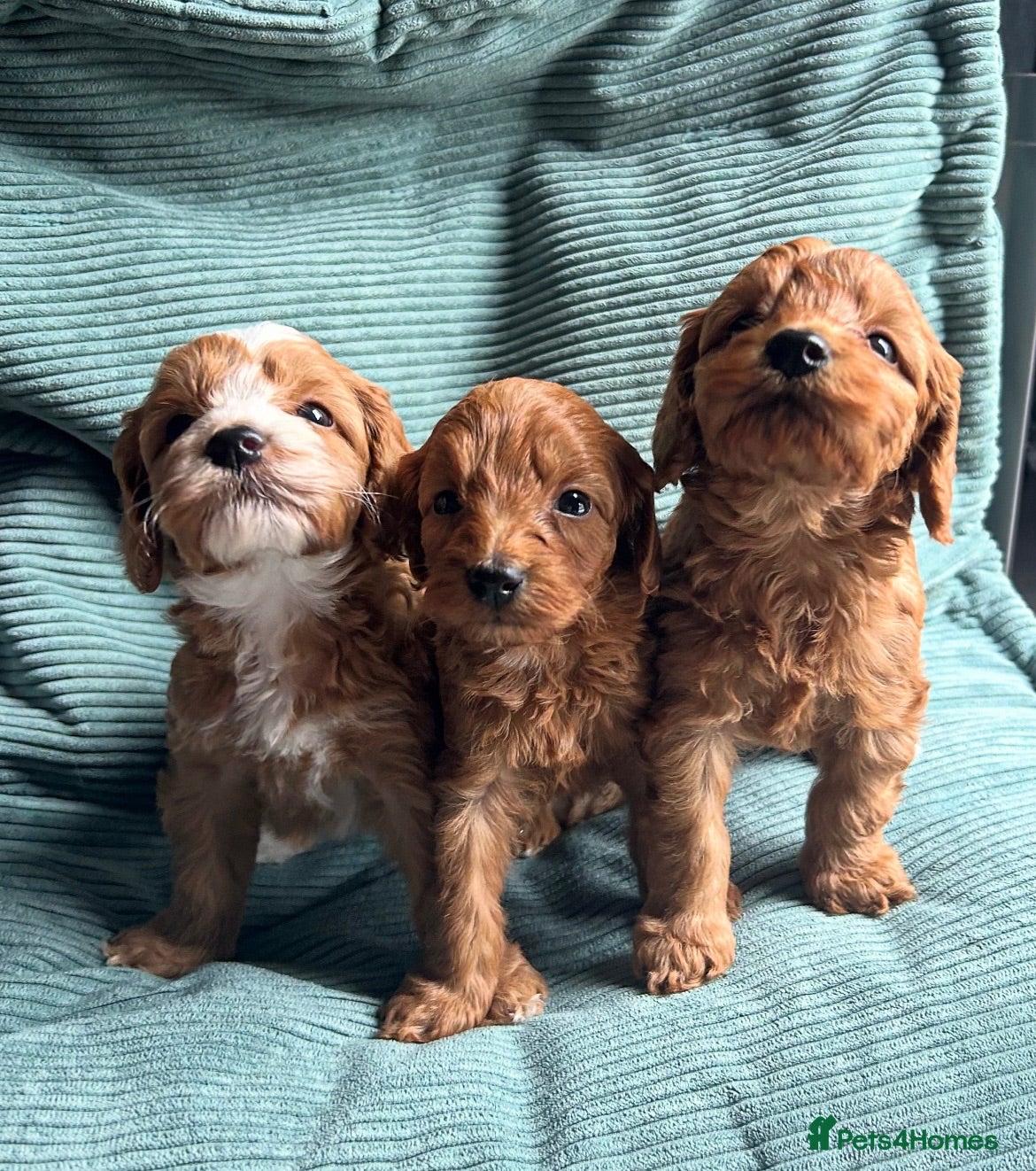 Cockapoo dogs Toy Cockapoo Puppies - Advert 6