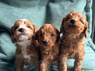 Cockapoo dogs Toy Cockapoo Puppies - Advert 6