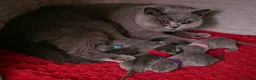 British Shorthair cats for sale: British Shorthair Kittens TICA registered  - Advert 20