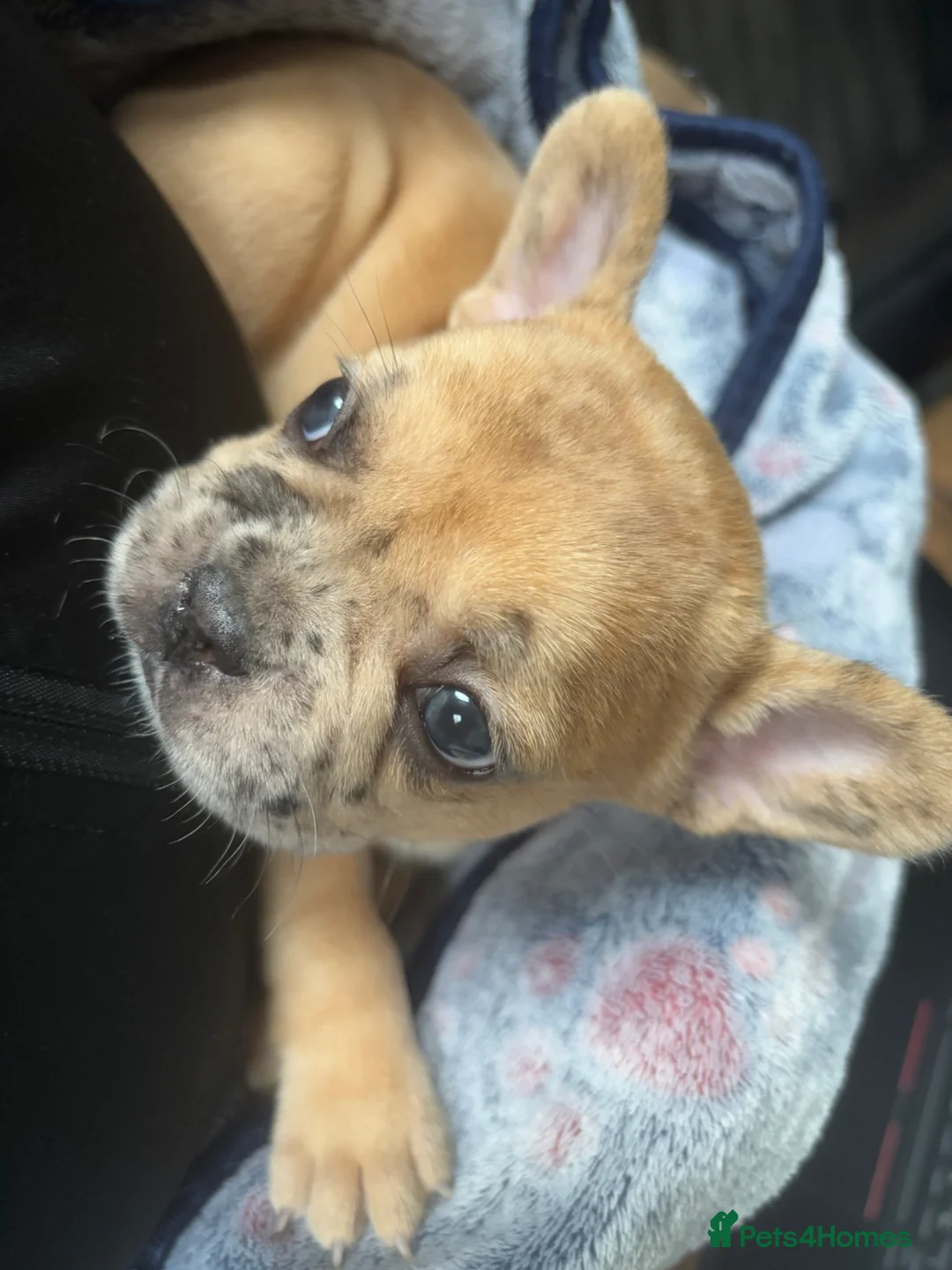 French Bulldog dogs for sale: ABSOLUTELY STUNNING FEMALE FRENCH BULLDOG - Advert 5