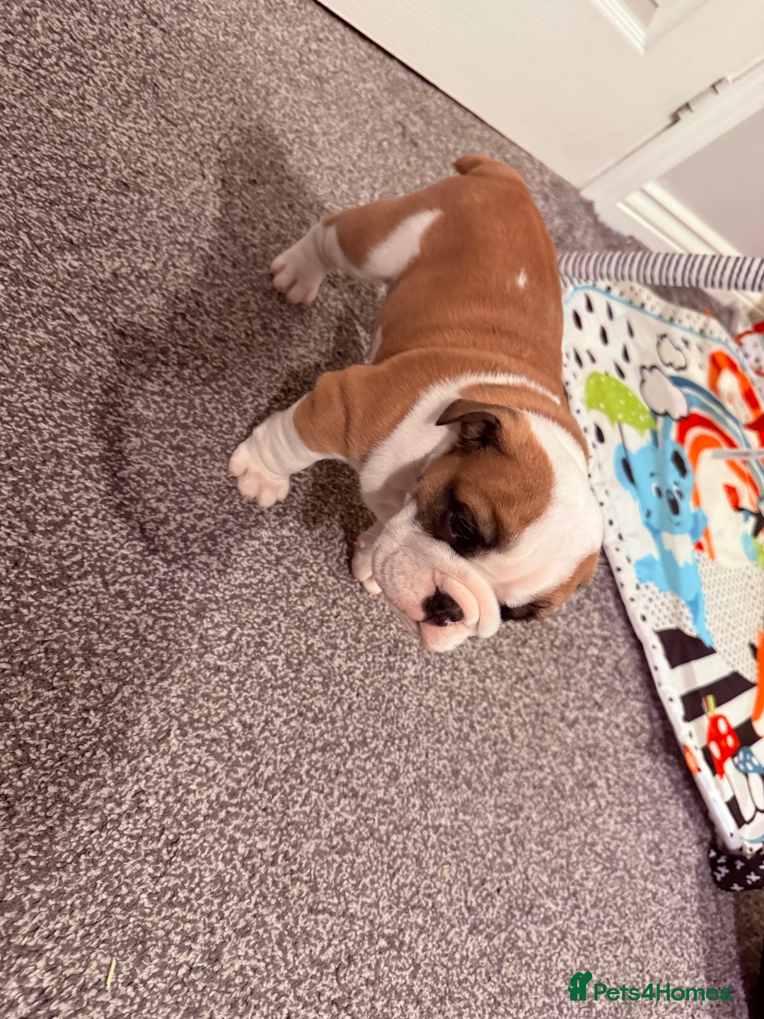 English Bulldog dogs for sale: Exceptional Show-Quality KC English Bulldog Boy - Advert 3