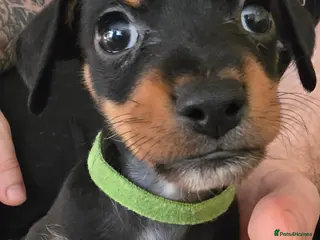 Jackshund dogs Gorgeous mini Jackshund puppies - Advert 4