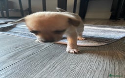 Miniature Pinscher dogs for sale: Miniature pinscher puppys - Advert 14