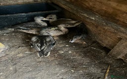 Ducks poultry for sale: 5 Mallard Ducks - Image 4