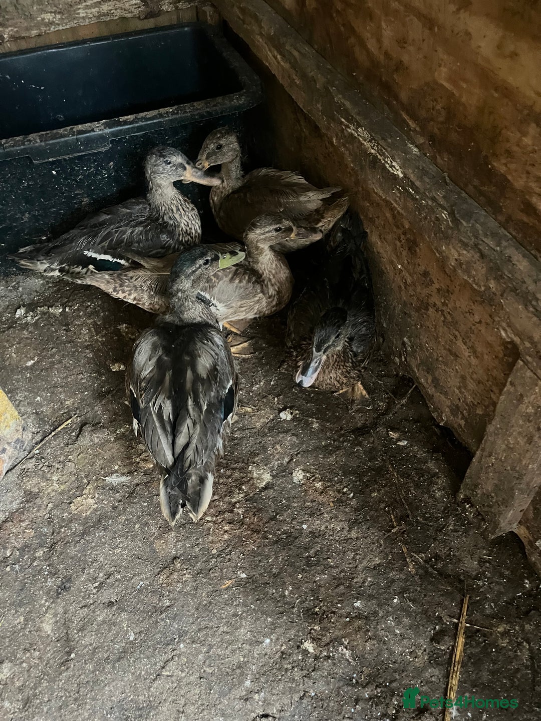 Ducks poultry for sale: 5 Mallard Ducks - Image 4